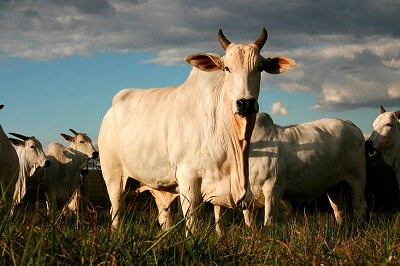 Oxen in Field