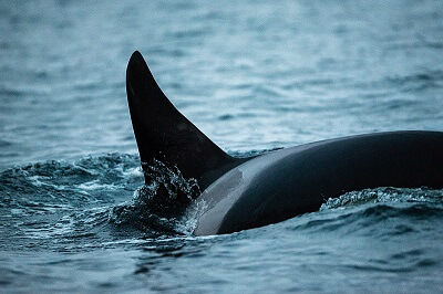 Orcinus Orca